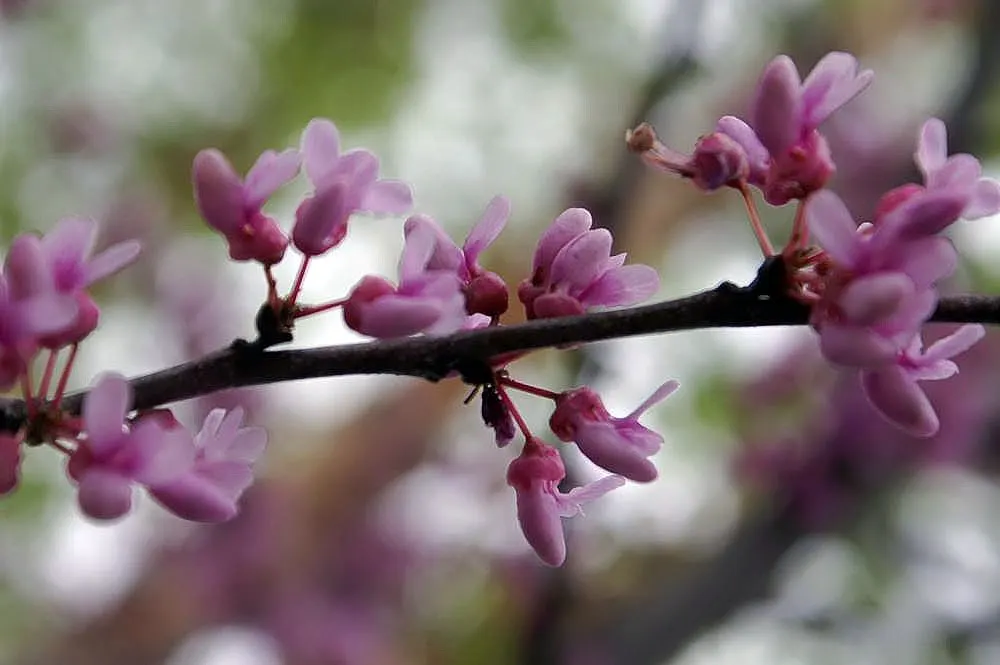 Western Redbud (Cercis Occidentalis) — the Western Redbud boasts a brilliant display of magenta-pink flowers in early spring; or serve as a focal, image 63