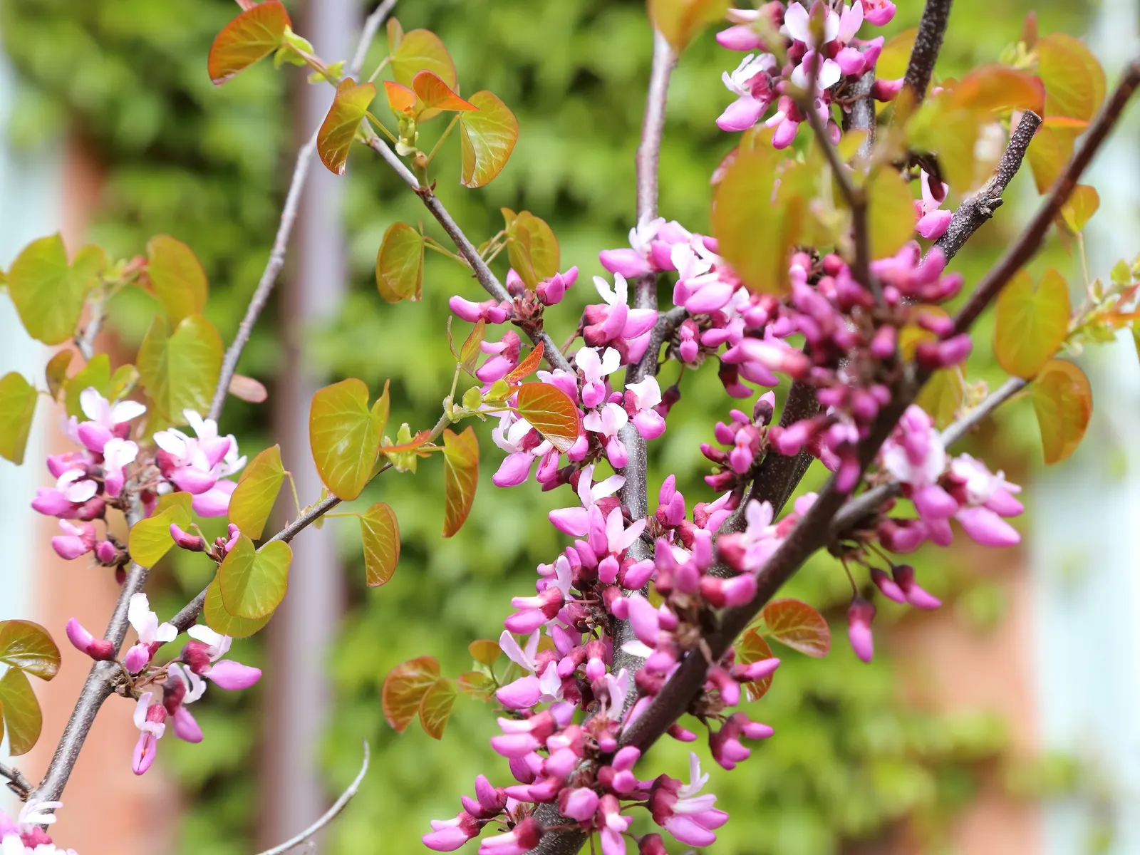 Western Redbud (Cercis Occidentalis) — shrub / tree for full or half; its compact size also makes it conducive to being planted in groups for a more dramatic