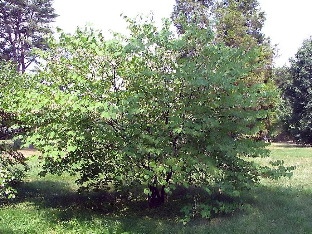 Western Redbud (Cercis Occidentalis) — which transition from a refreshing green to bright yellow during the fall; pink flowers in the garden, image 67