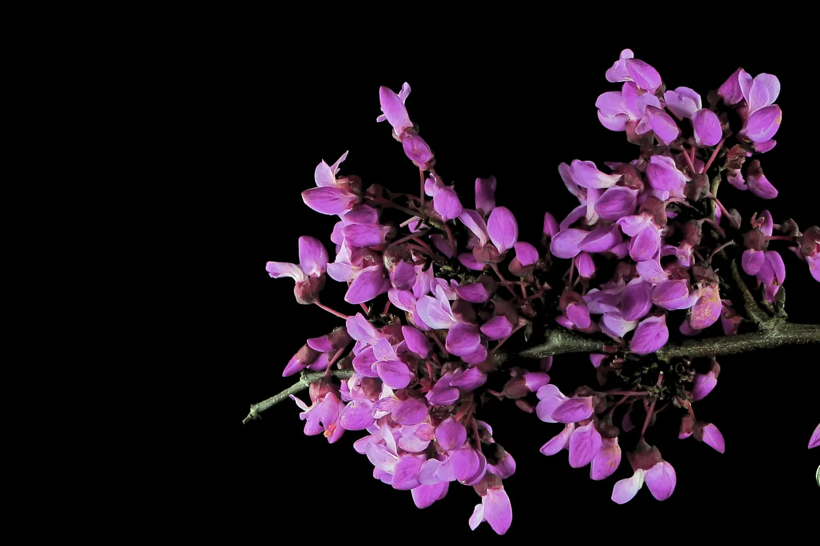 Western Redbud (Cercis Occidentalis) — from full sun to partial shade