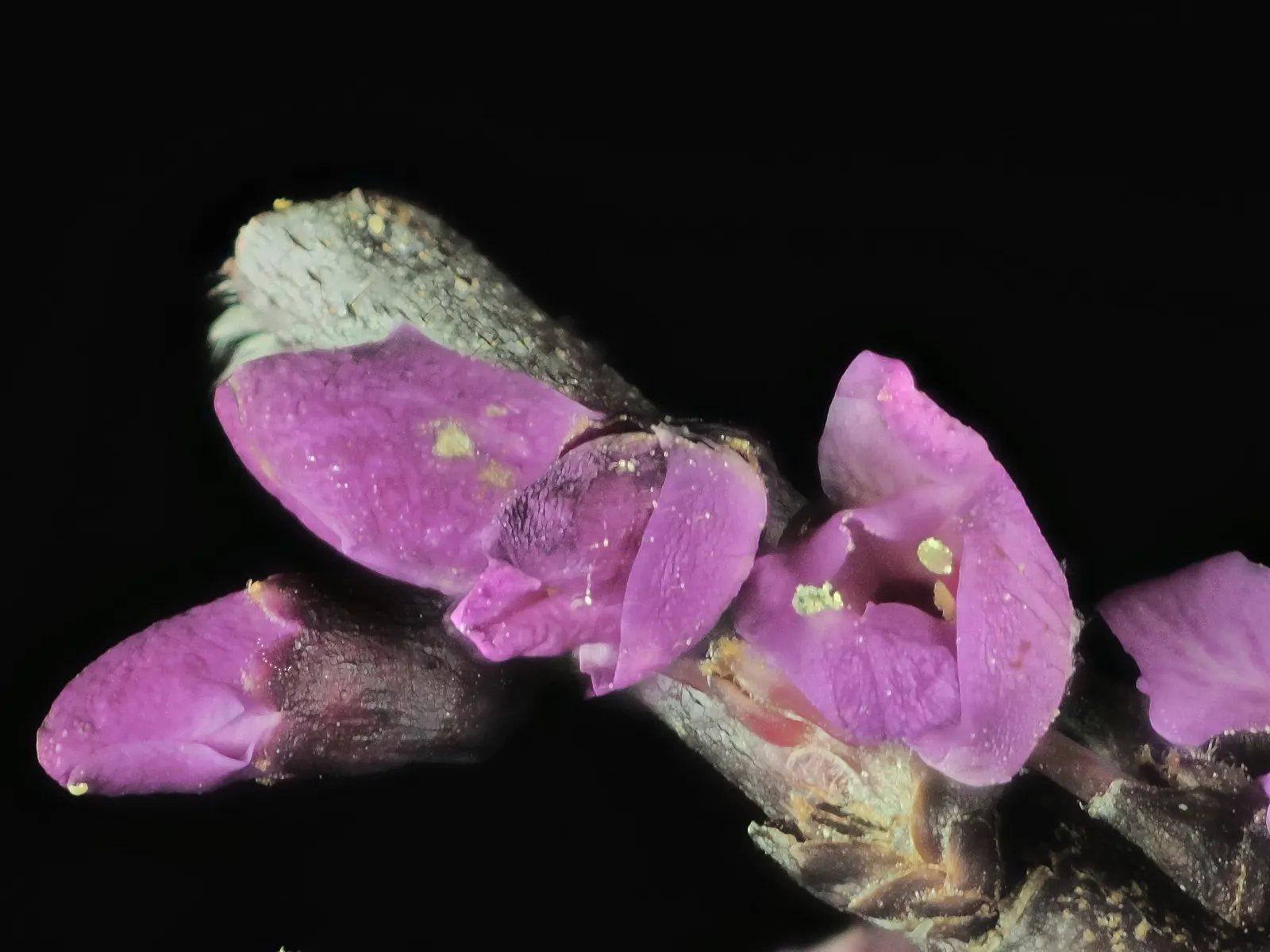 Western Redbud (Cercis Occidentalis) — shrub / tree for full or half