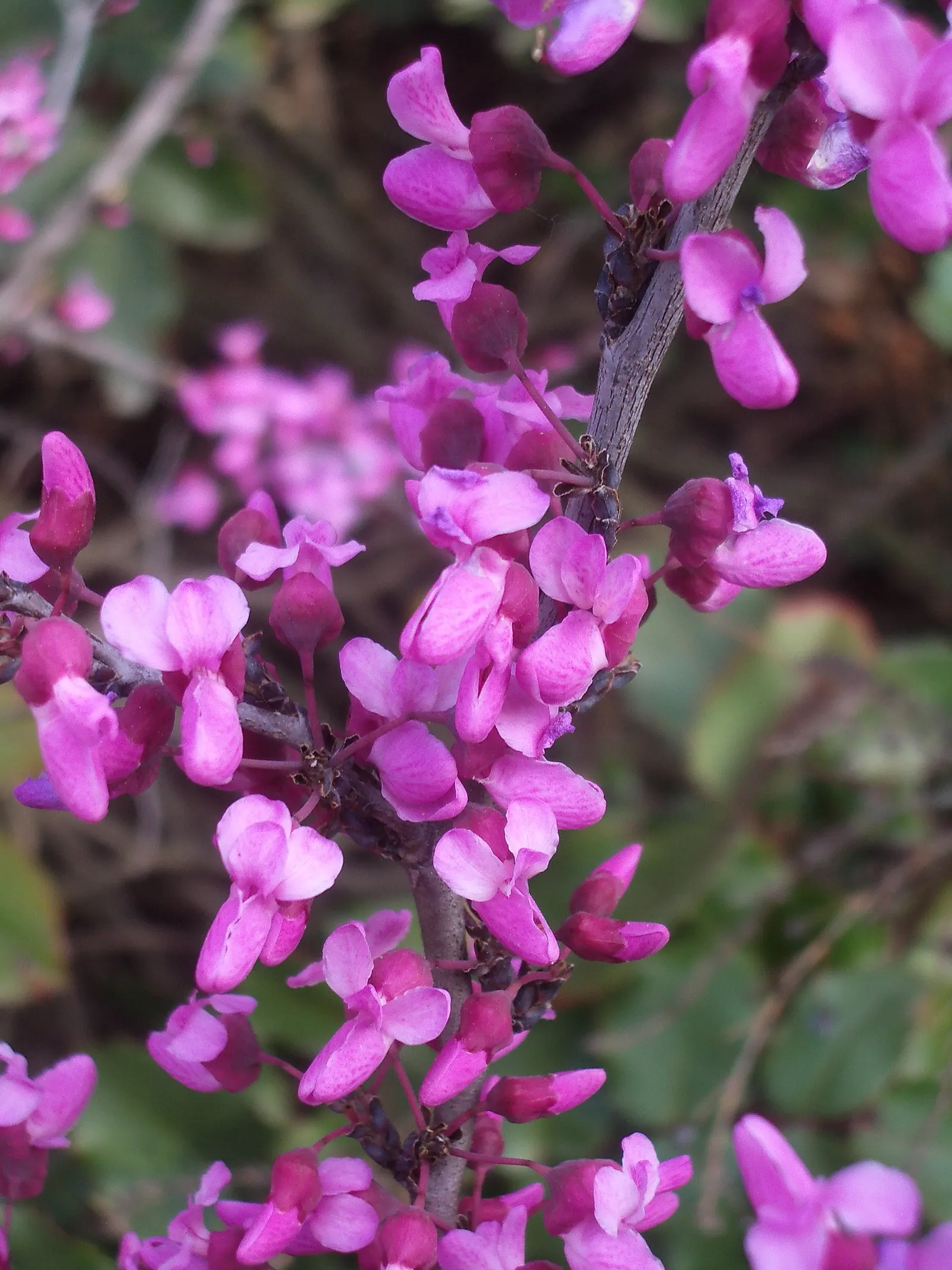 Western Redbud (Cercis Occidentalis) — tall, notable for its showy magenta blooms in spring; the Western Redbud boasts a brilliant display of magenta-pink