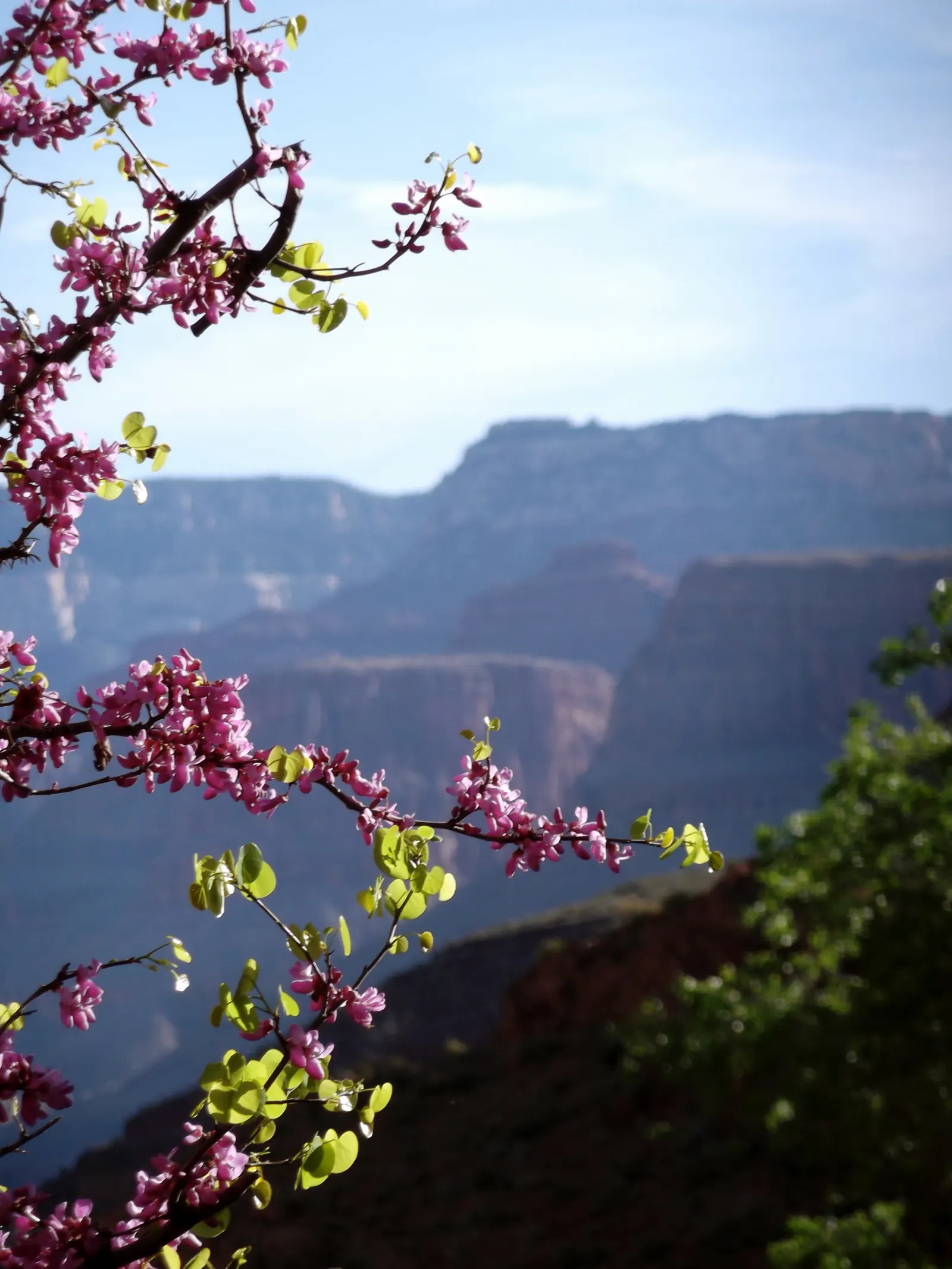 Western Redbud (Cercis Occidentalis) — perfect for accenting California landscapes and attracting pollinators; the Western Redbud demonstrates notable drought
