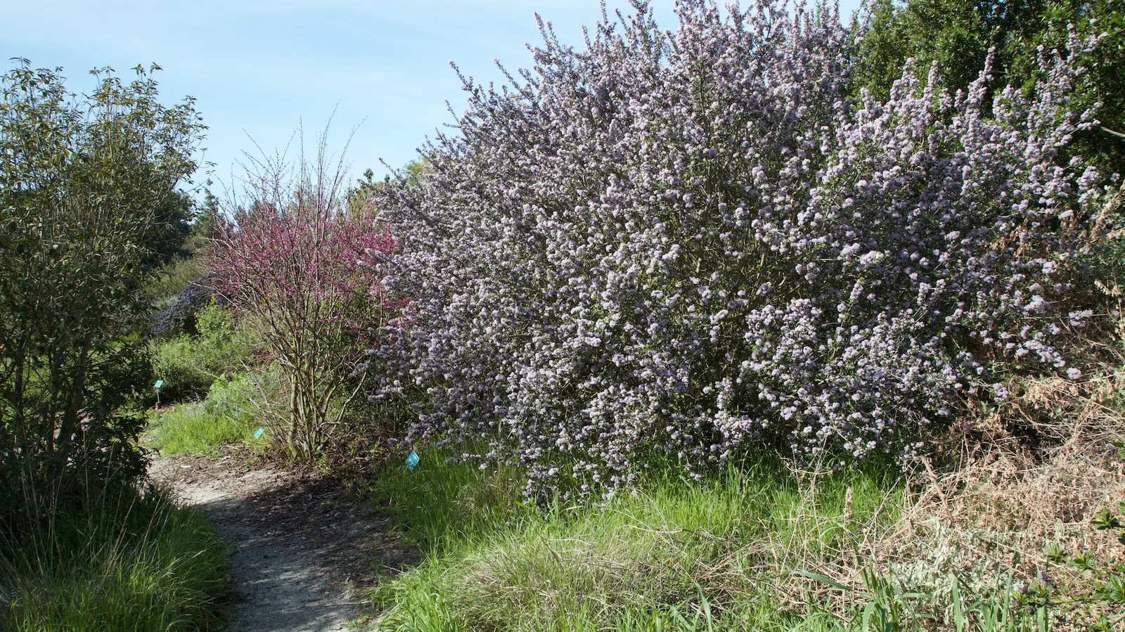 Western Redbud (Cercis Occidentalis) — Drought-tolerant once established; it provides year-round interest