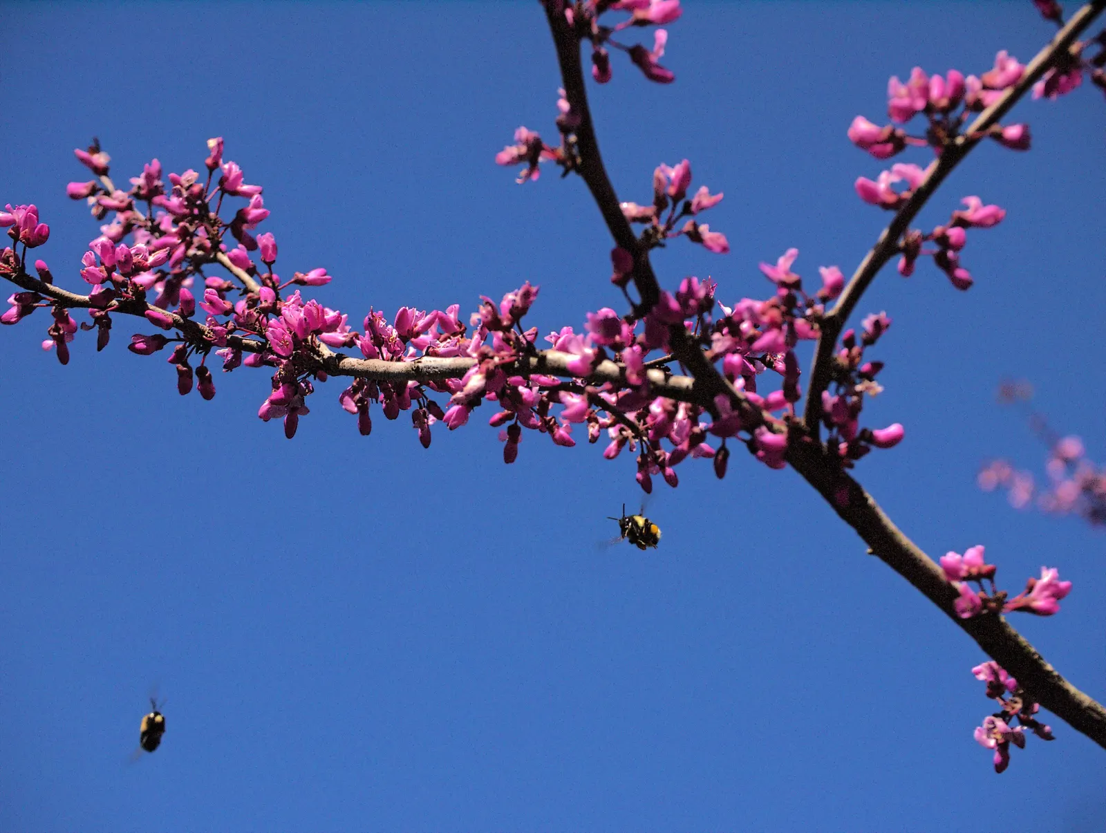 Western Redbud (Cercis Occidentalis) — Its compact size also makes it conducive to being planted in groups for a more dramatic effect