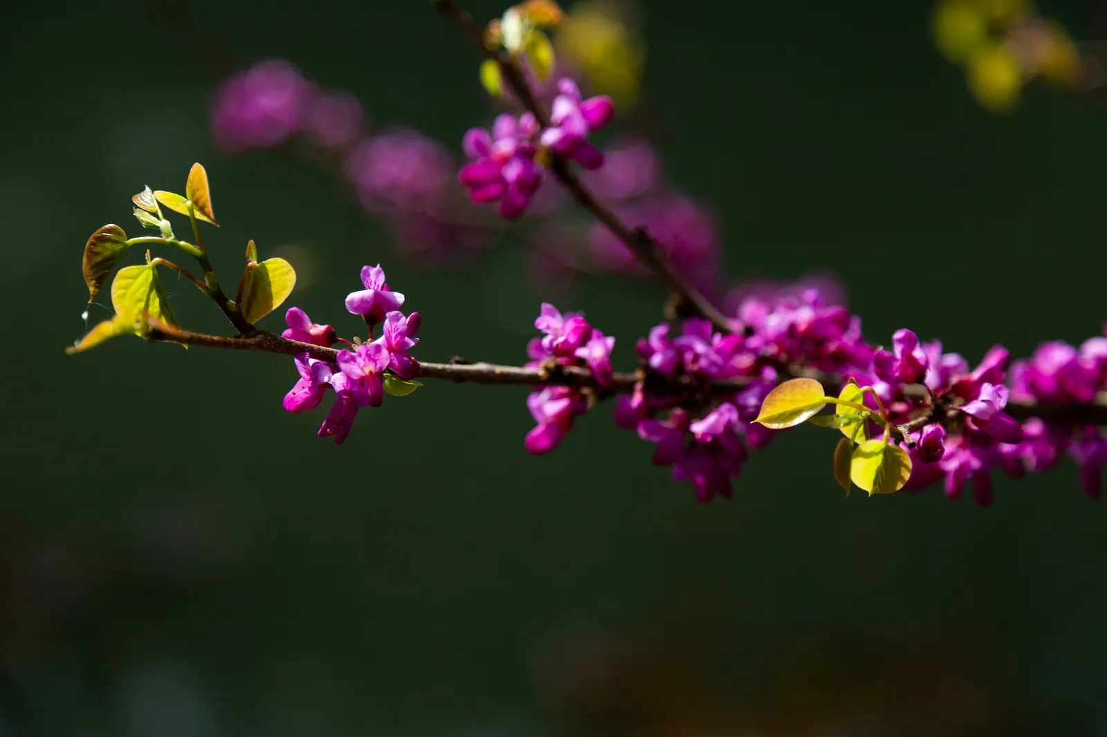 Western Redbud (Cercis Occidentalis) — it provides year-round interest; following the spring spectacle