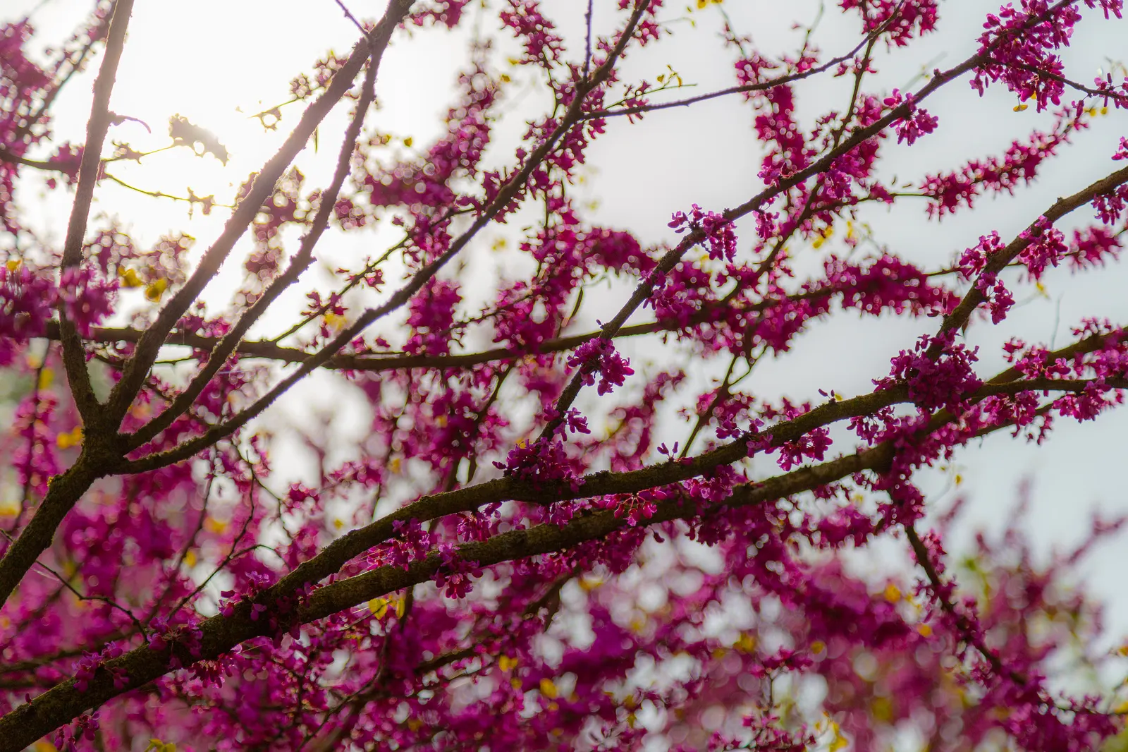 Western Redbud (Cercis Occidentalis) — perfect for accentuating gardens with its striking springtime bloom; is a vibrant and versatile ornamental tree