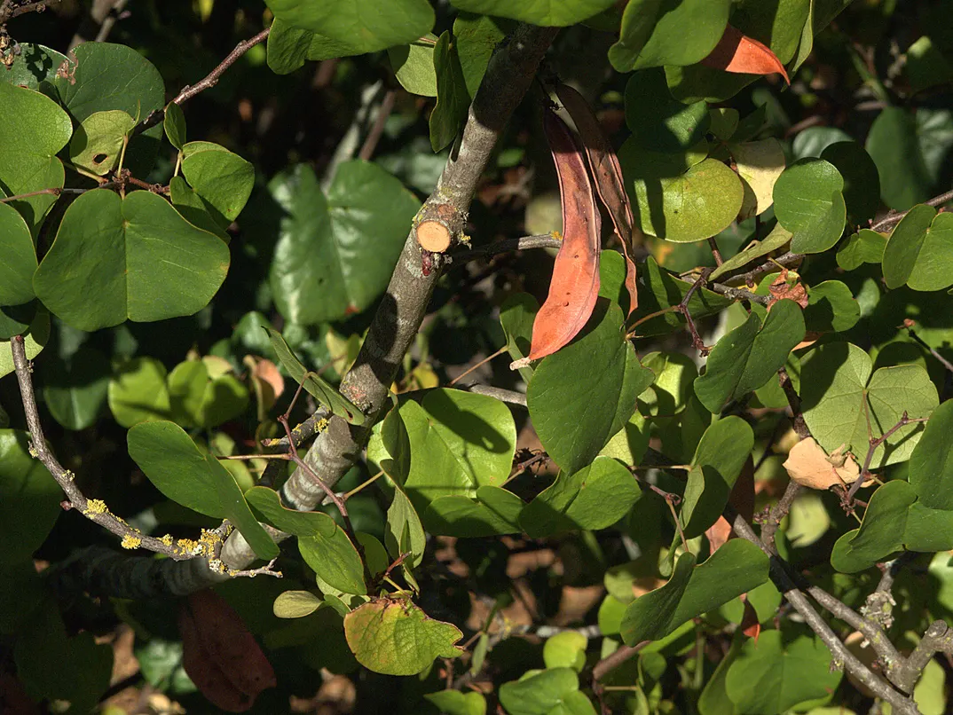 Western Redbud (Cercis Occidentalis) — the Western Redbud demonstrates notable drought tolerance
