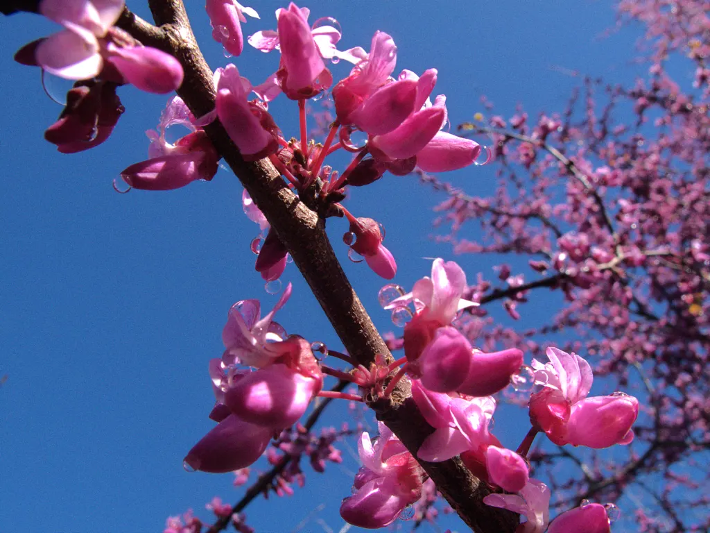 Western Redbud (Cercis Occidentalis) — pink flowers in the garden