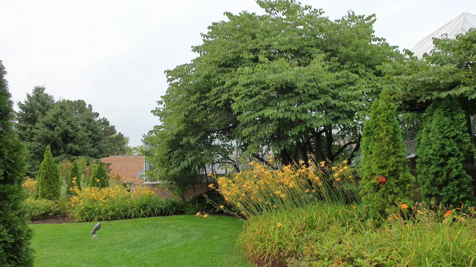 Western Redbud (Cercis Occidentalis) — Heart-shaped leaves emerge after flowers, transitioning to green and then yellow in fall