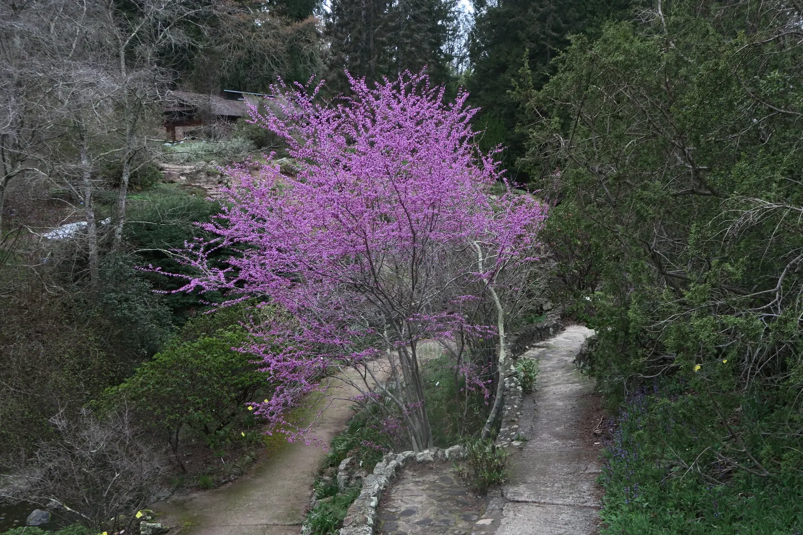 Western Redbud (Cercis Occidentalis) — or serve as a focal point when planted as a solitary specimen