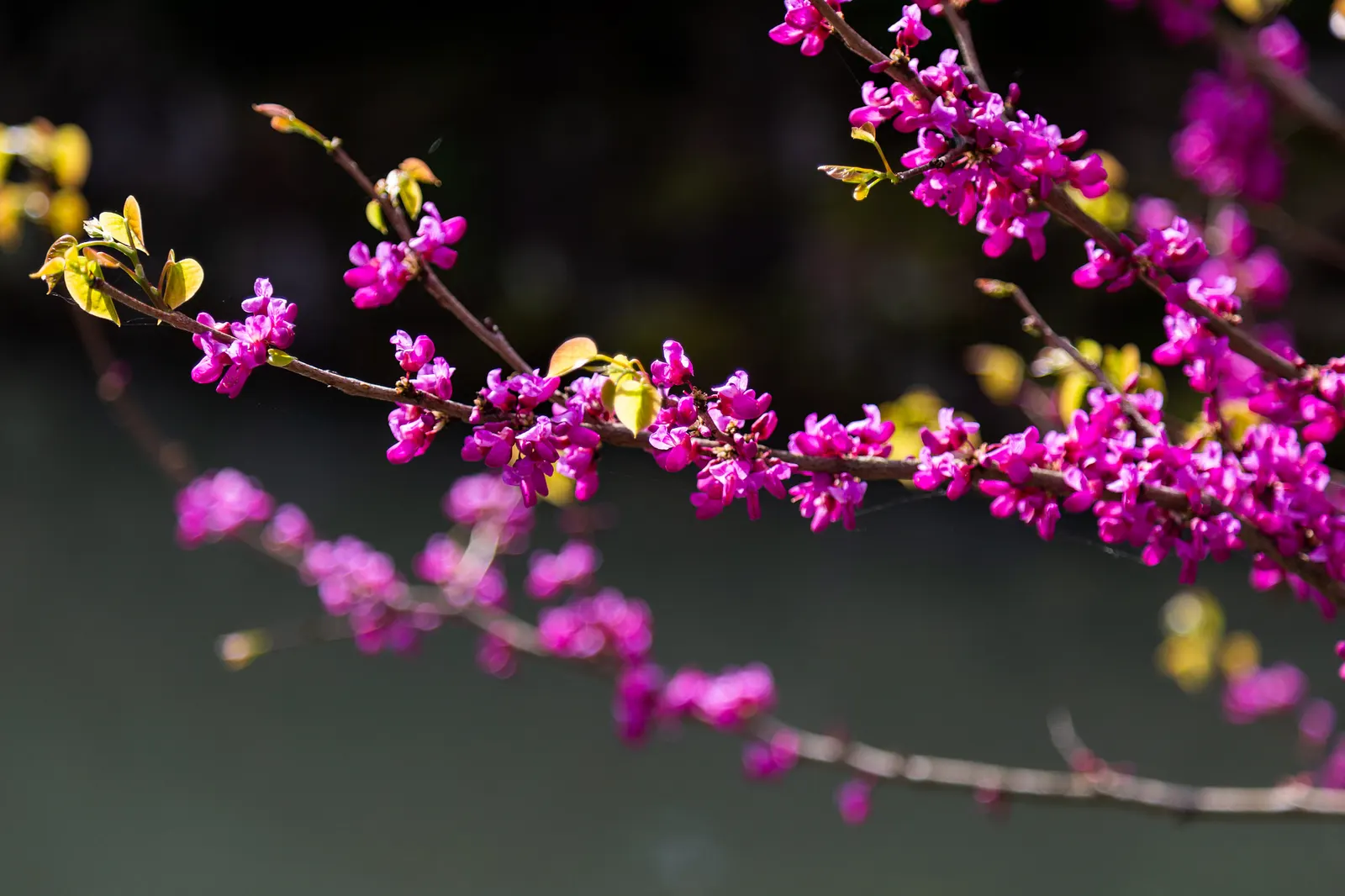 Western Redbud (Cercis Occidentalis) — is a vibrant and versatile ornamental tree; the Western Redbud (Cercis occidentalis) is a vibrant deciduous shrub/small
