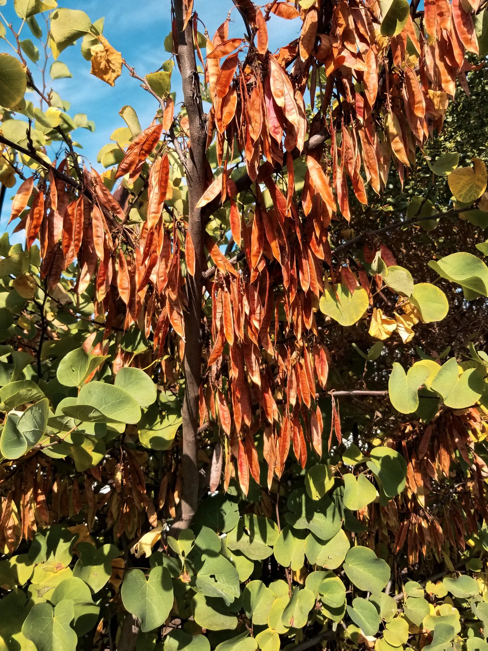 Western Redbud (Cercis Occidentalis) — the Western Redbud can accentuate entryways