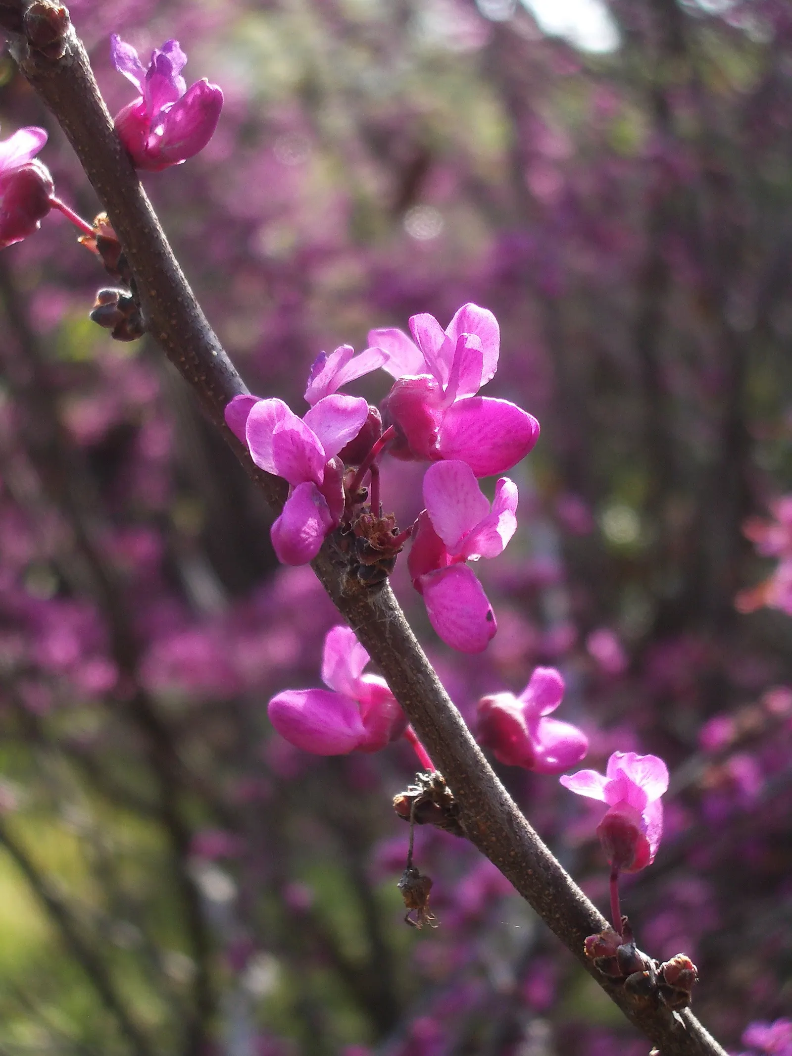 Western Redbud (Cercis Occidentalis) — The Western Redbud (Cercis occidentalis) is a vibrant deciduous shrub/small tree, reaching 10-18 ft; this