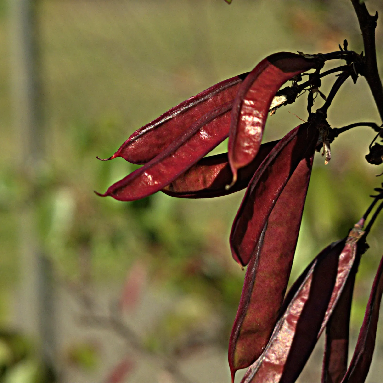Western Redbud (Cercis Occidentalis) — Regular watering is crucial, particularly in the hotter months