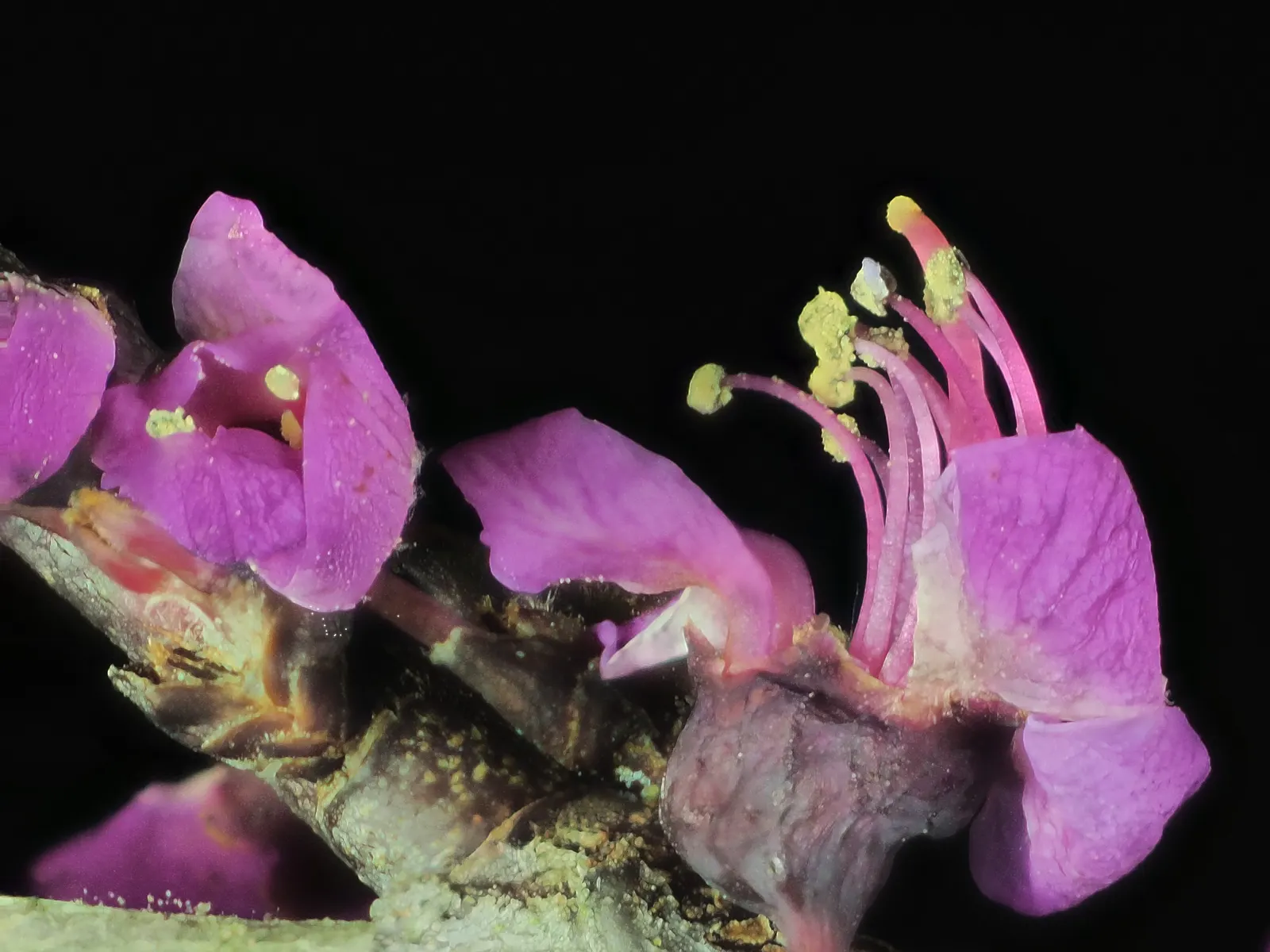 Western Redbud (Cercis Occidentalis) — shrub / tree with pink blooms