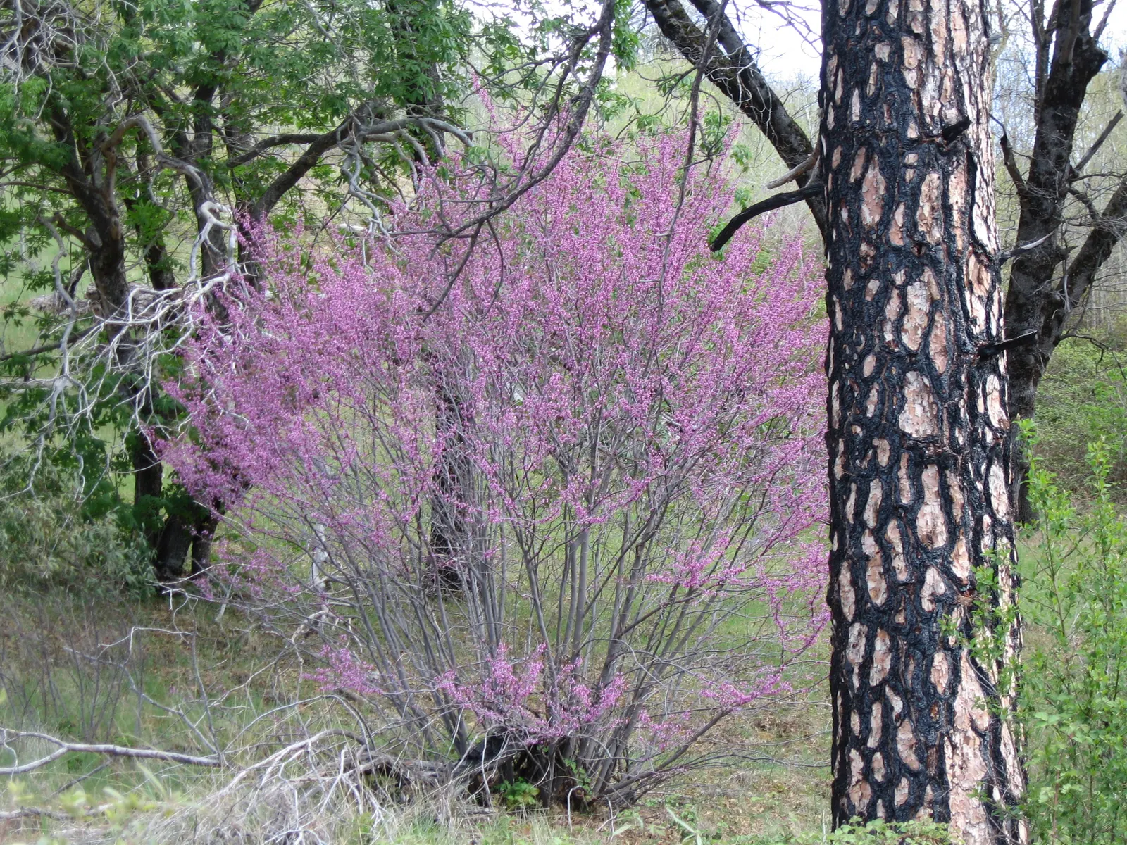 Western Redbud (Cercis Occidentalis) — making it an ideal candidate for residential garden spaces.<br><br>Characteristic to the species