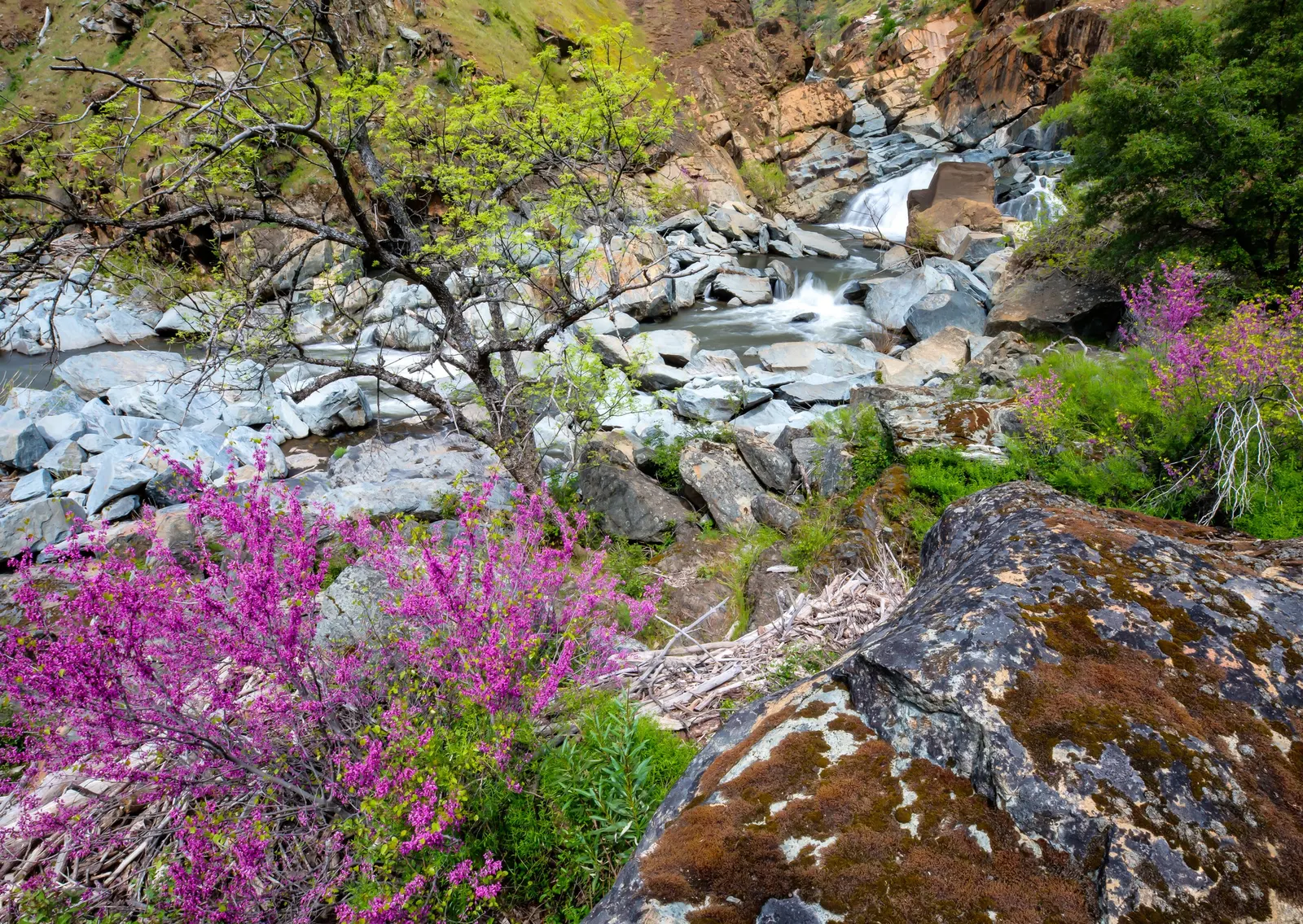 Western Redbud (Cercis Occidentalis) — which transition from a refreshing green to bright yellow during the fall
