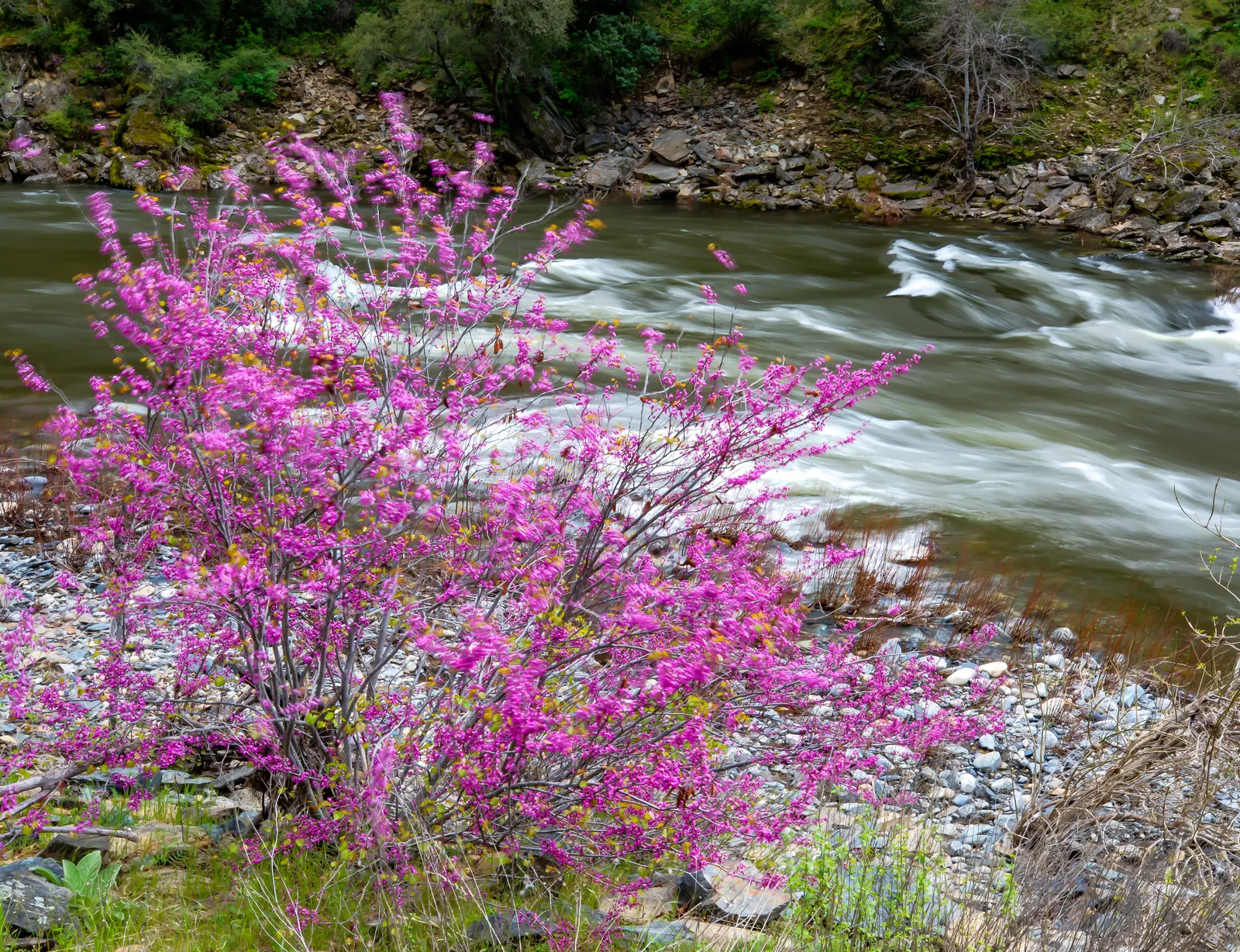 Western Redbud (Cercis Occidentalis) — the tree presents heart-shaped leaves