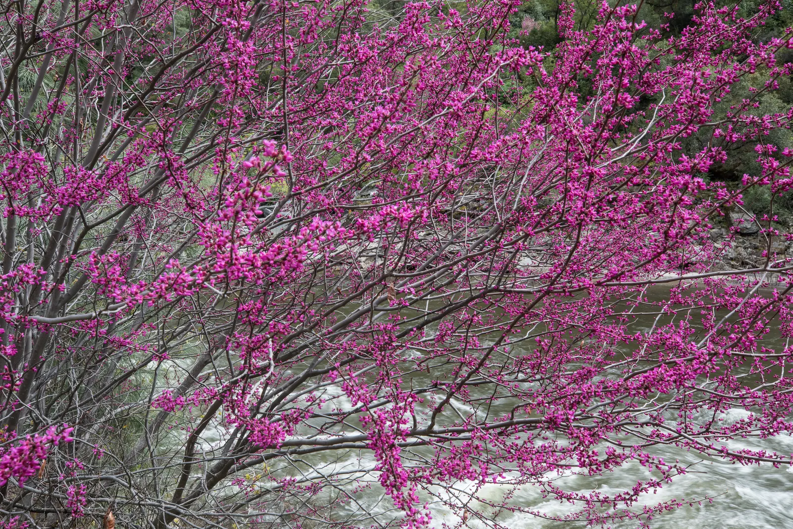 Western Redbud (Cercis Occidentalis) — Cercis occidentalis prefers well-drained soils and can tolerate various conditions