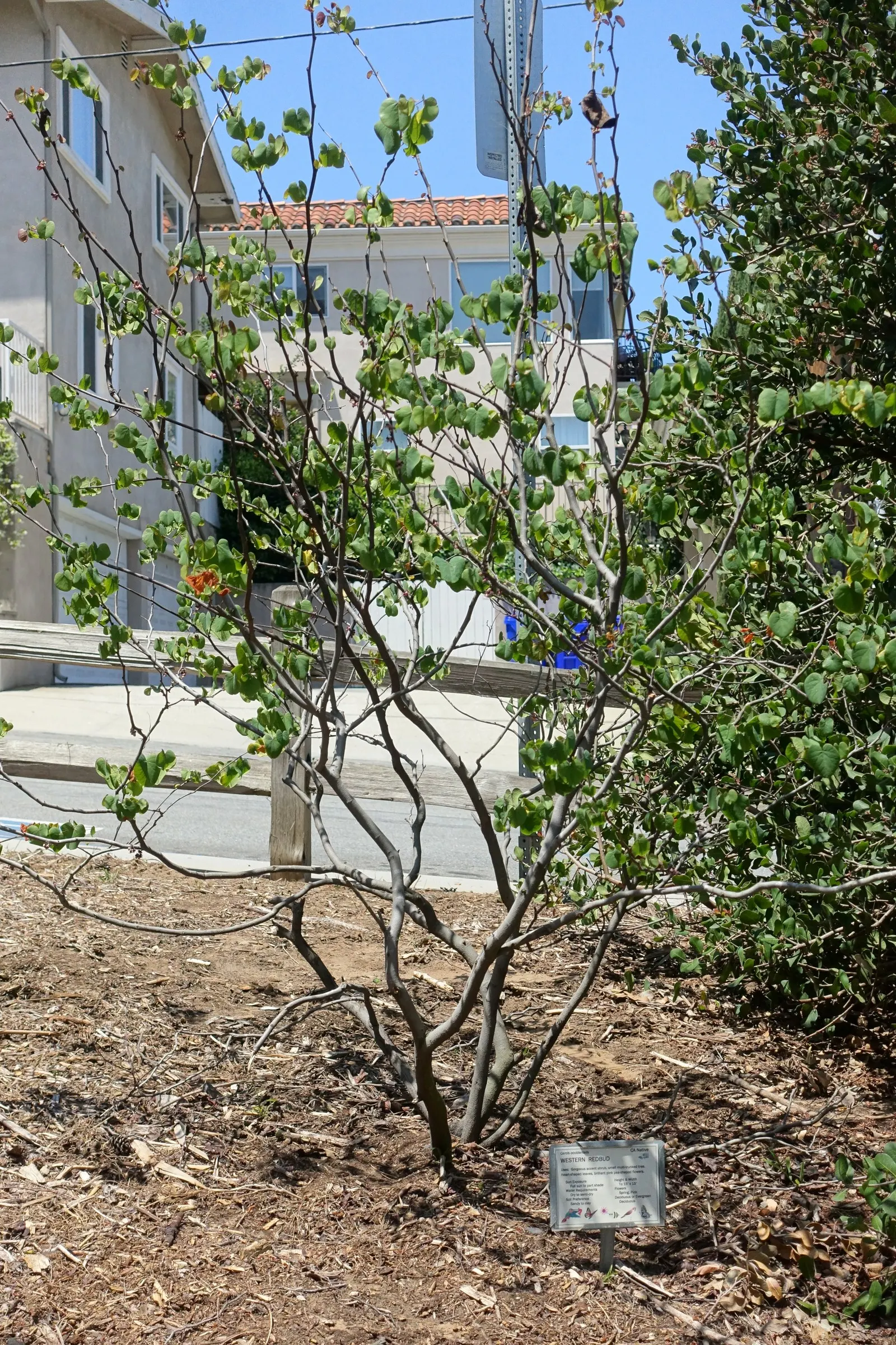 Western Redbud (Cercis Occidentalis) — Following the spring spectacle