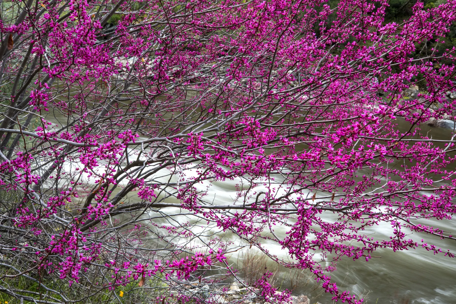 Western Redbud (Cercis Occidentalis) — enriching the seasonal palette of your garden.<br><br>For optimal growth