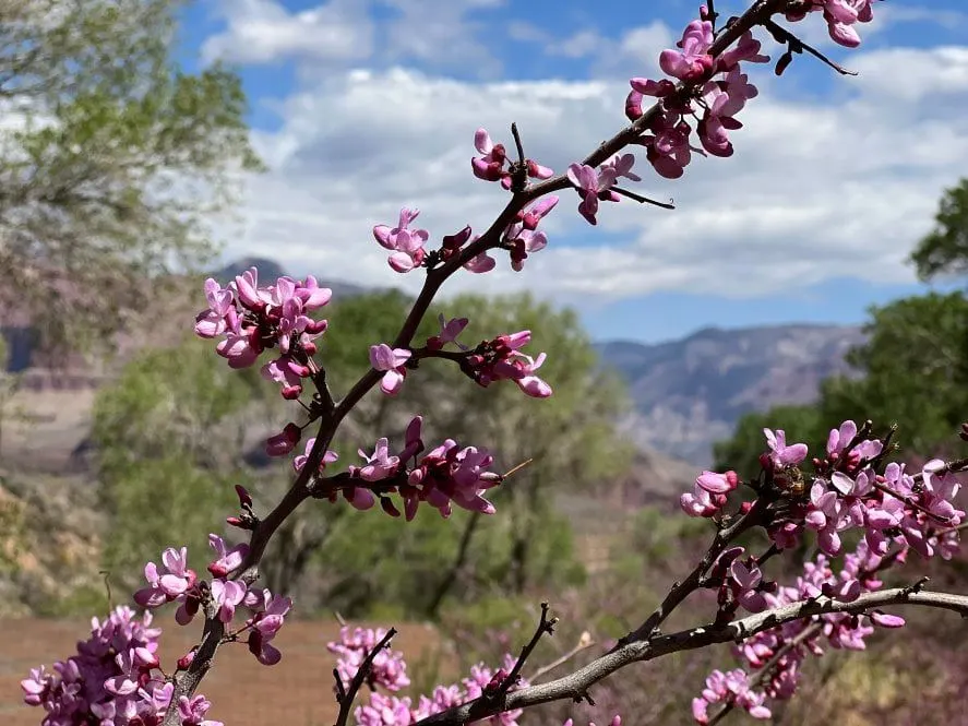 Western Redbud (Cercis Occidentalis) — is a vibrant and versatile ornamental tree