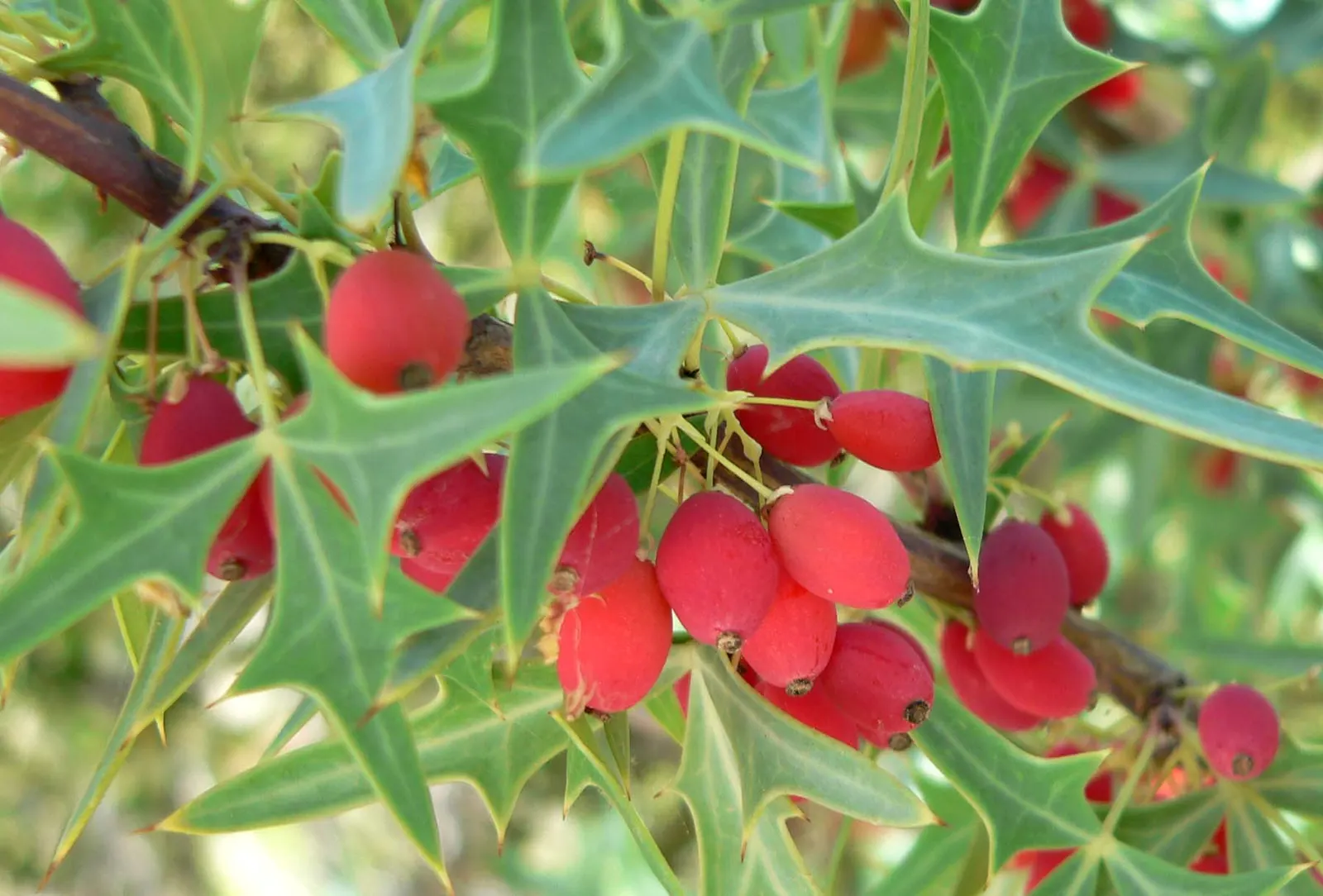 Algerita Barberry (Berberis Trifoliolata) — It's excellent for water-efficient landscapes