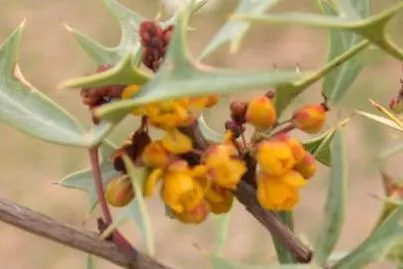 Algerita Barberry (Berberis Trifoliolata) — It boasts holly-like foliage, yellow flowers in spring, and red berries in fall