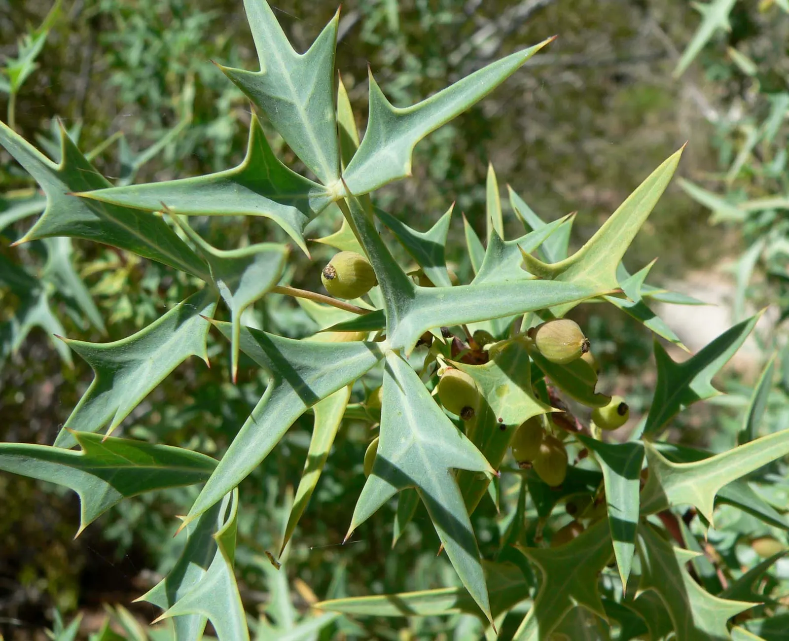 Algerita Barberry (Berberis Trifoliolata) — which can grow to a mature height between 3 to 8 feet with a similar spread