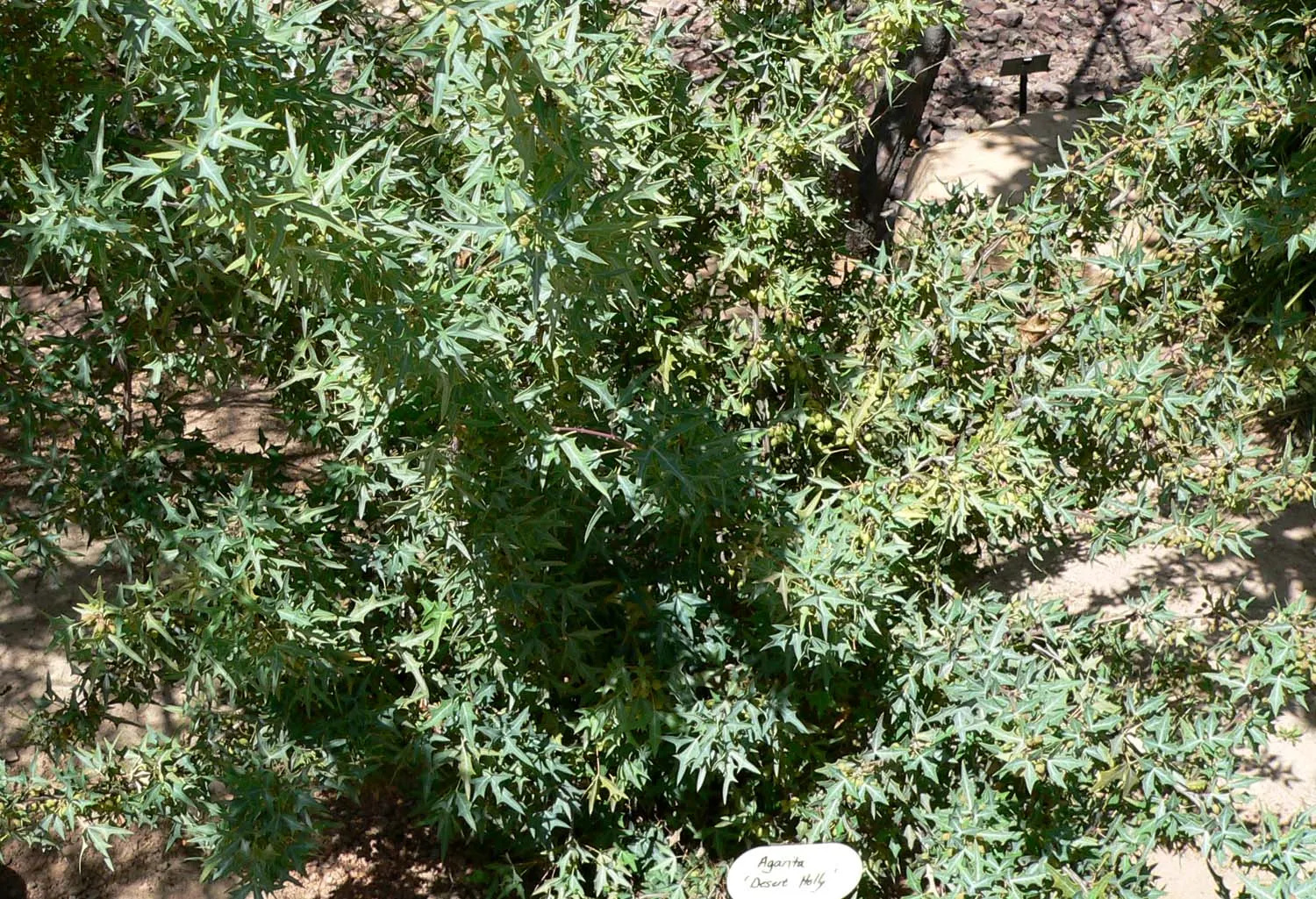 Algerita Barberry (Berberis Trifoliolata) — is a resilient and versatile shrub native to the Southwestern United States and Northern Mexico