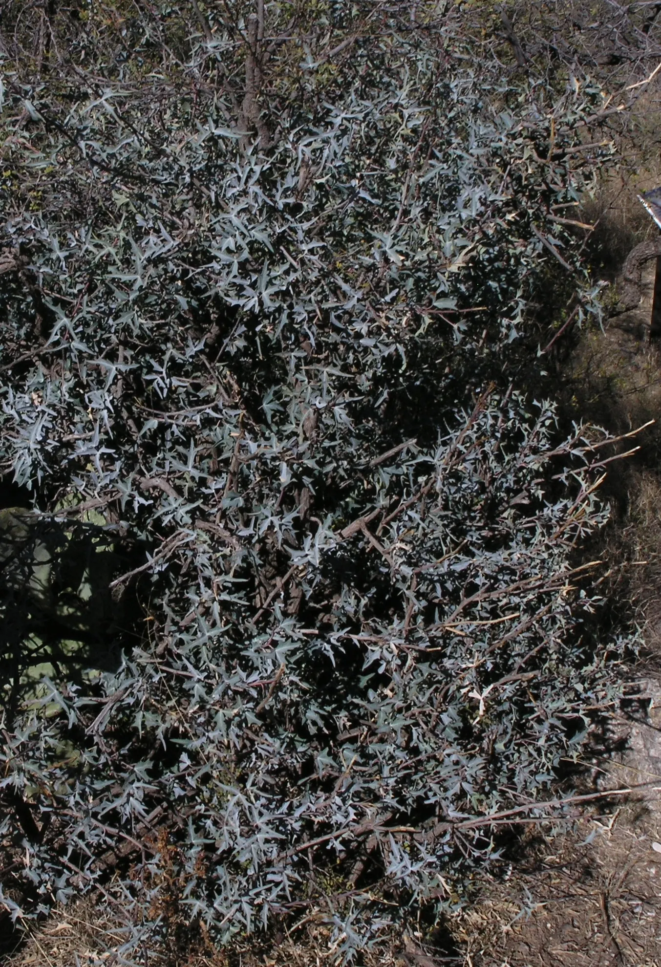Algerita Barberry (Berberis Trifoliolata) — is well-adapted to arid and semi-arid climates