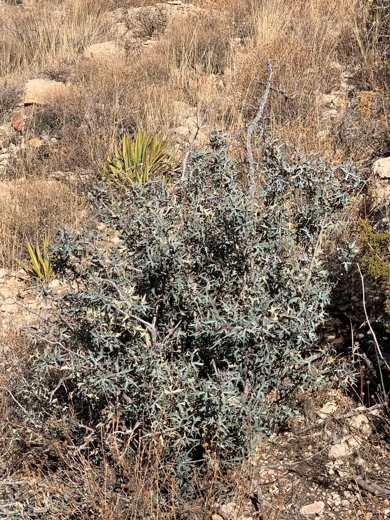 Algerita Barberry (Berberis Trifoliolata) — providing habitat for wildlife and a barrier with its thorny branches
