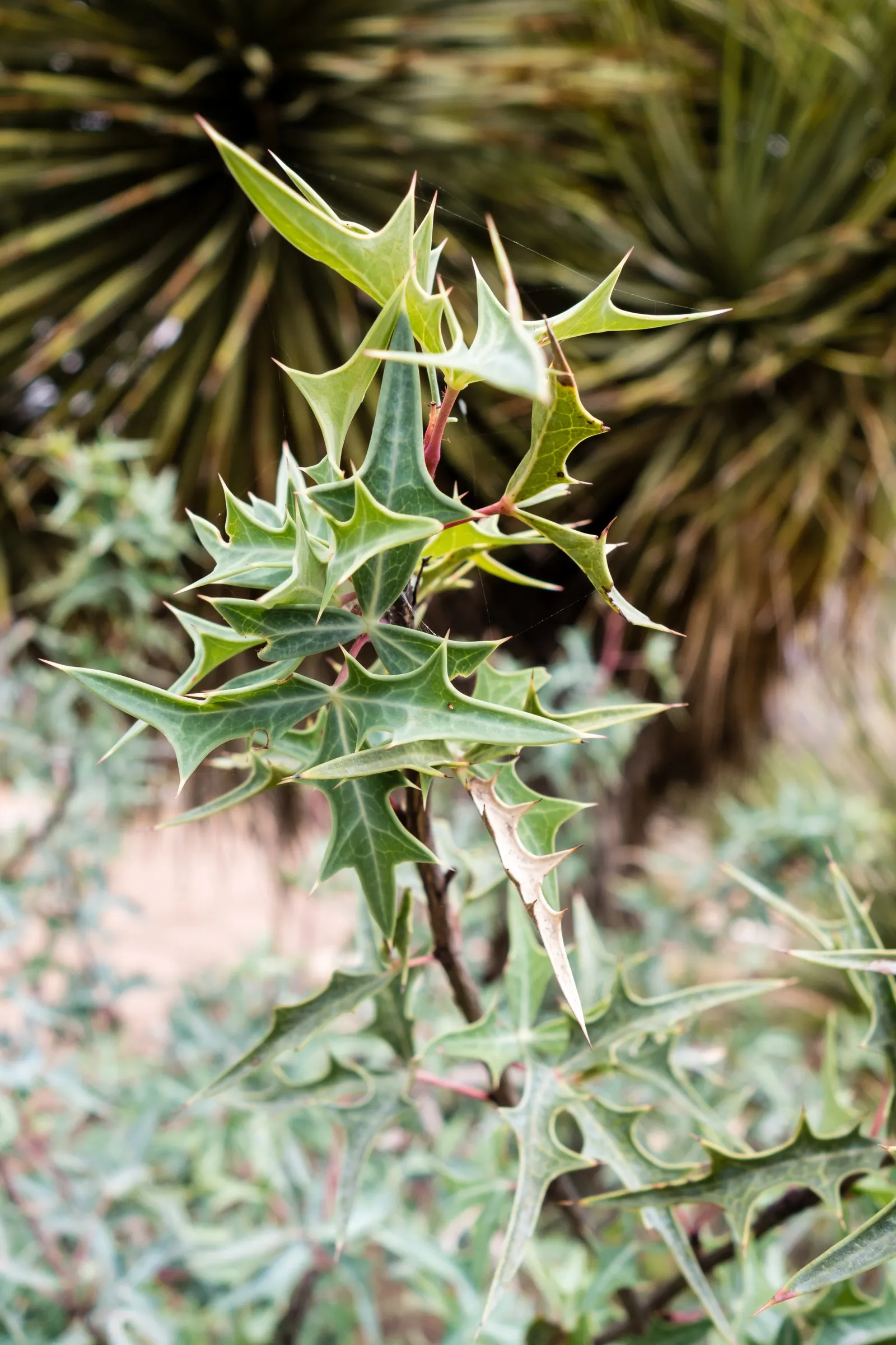 Algerita Barberry (Berberis Trifoliolata) — This drought-tolerant plant thrives in full sun to partial shade in well-drained soils