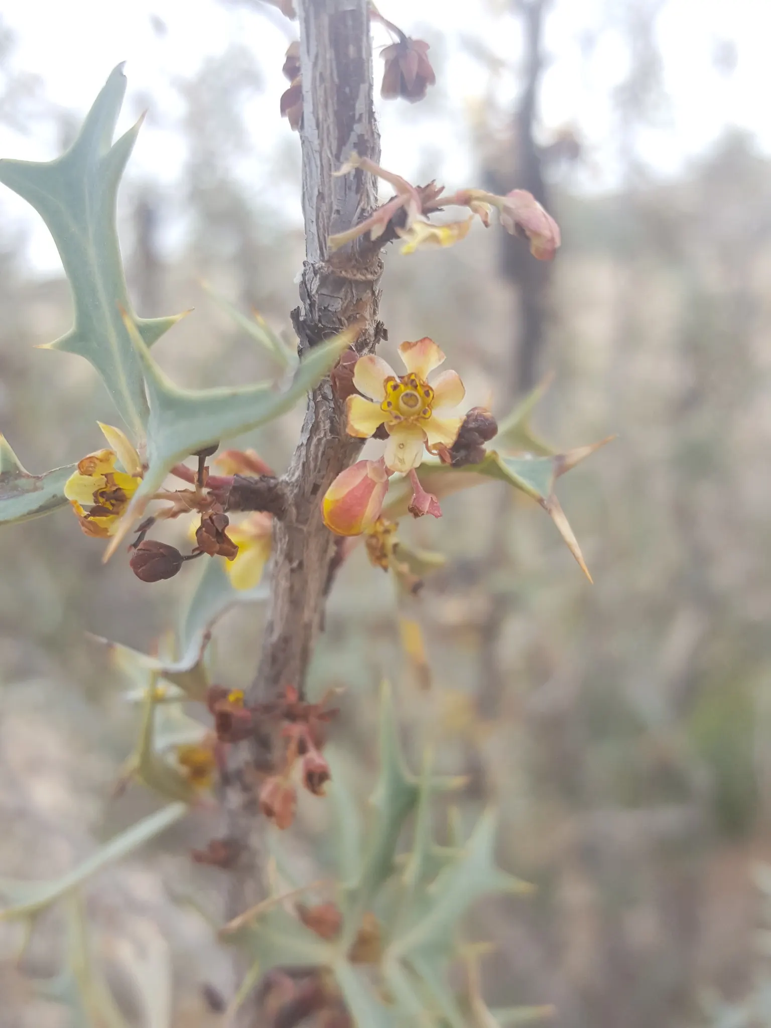 Algerita Barberry (Berberis Trifoliolata) — making it an excellent choice for drought-tolerant gardens.<br><br>Characterized by its holly-like