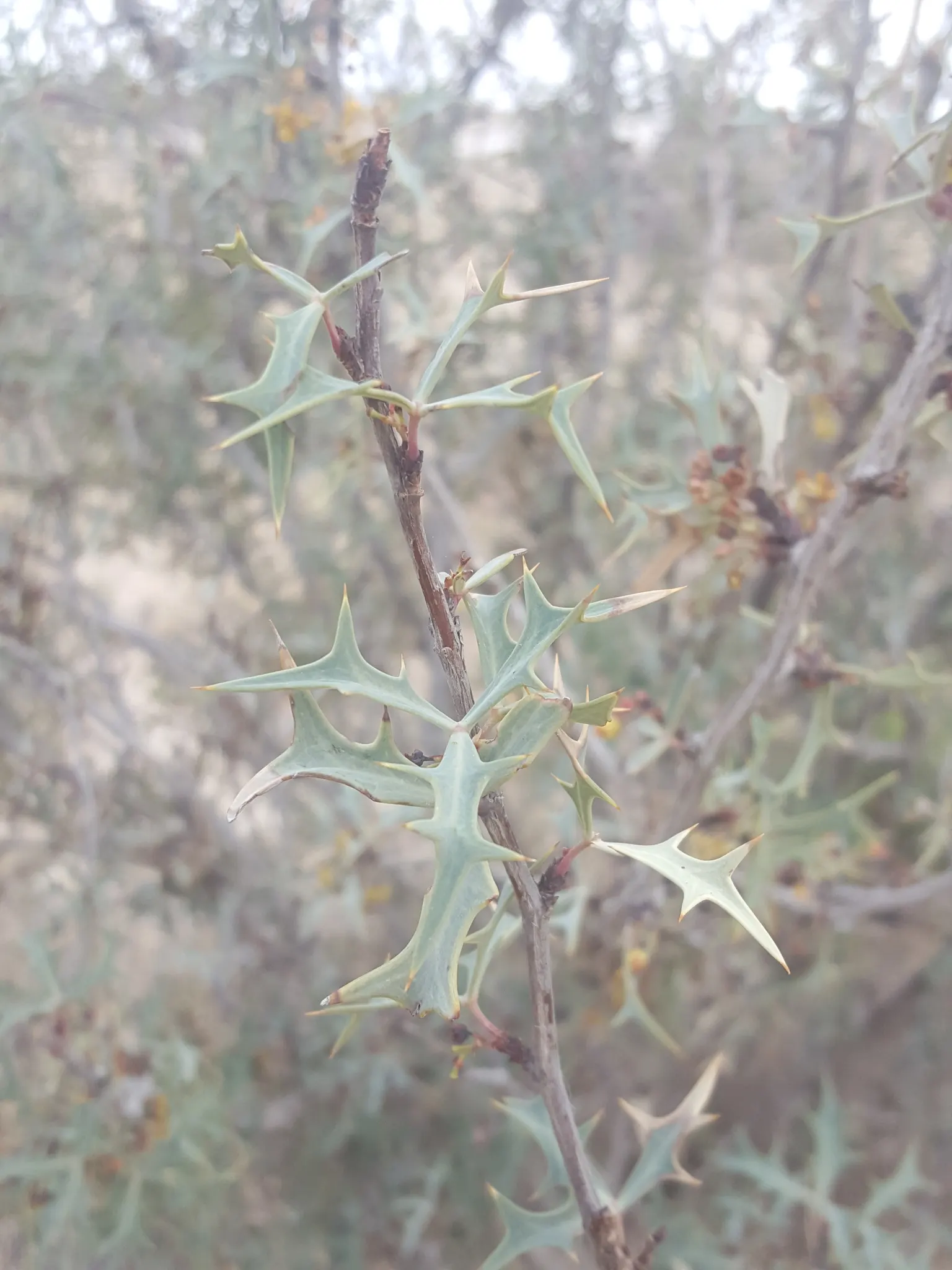 Algerita Barberry (Berberis Trifoliolata) — The leaves measure about 0.5 to 1 inch long and are armed with sharp spines