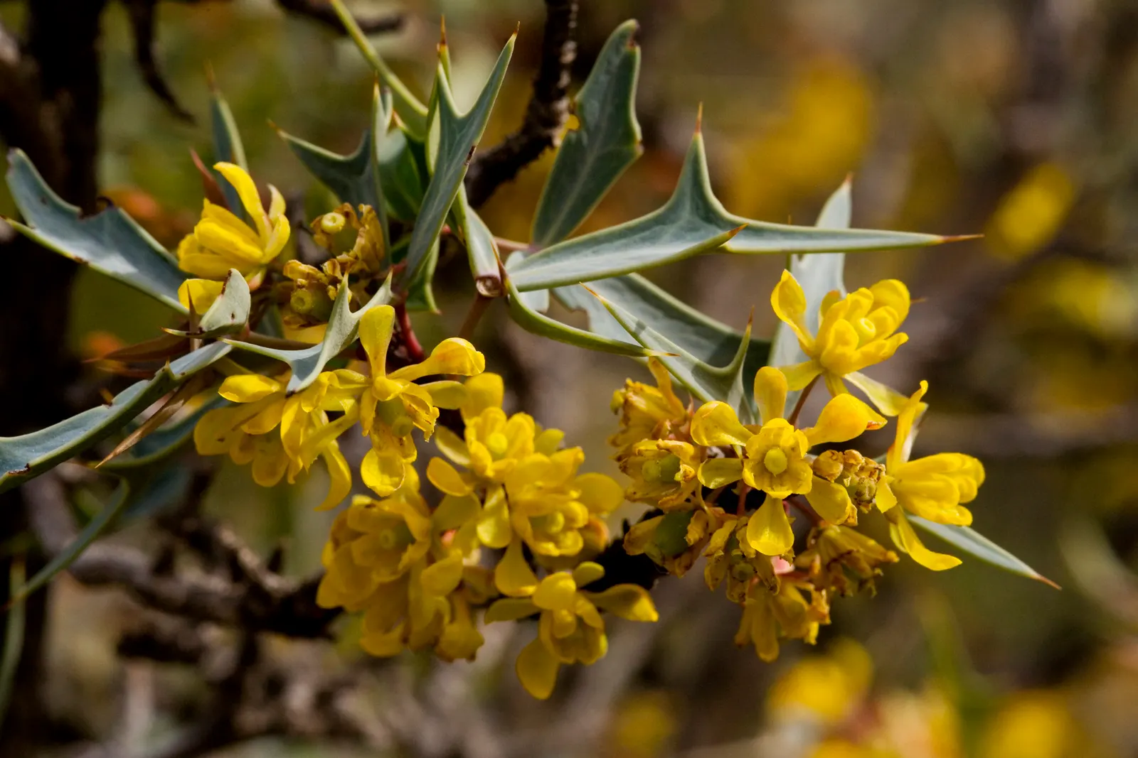 Algerita Barberry (Berberis Trifoliolata) — Algerita Barberry, Berberis trifoliolata, is a hardy, deciduous shrub, growing to 3-8 ft tall and 4-6 ft wide