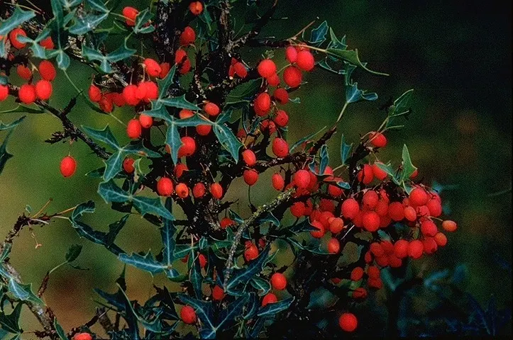 Algerita Barberry (Berberis Trifoliolata) — making this shrub an effective barrier or security plant