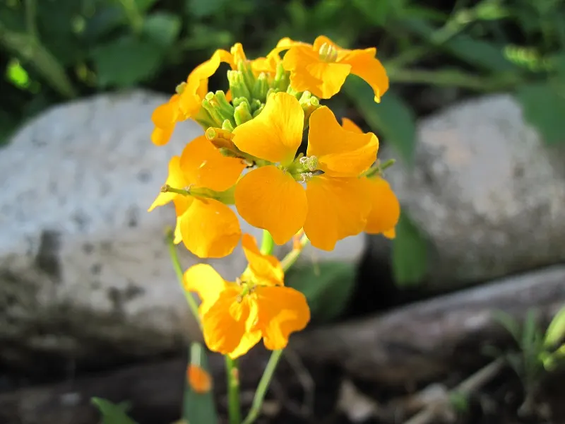 Siberian Wallflower (Erysimum X Allionii) — commonly known as Siberian Wallflower