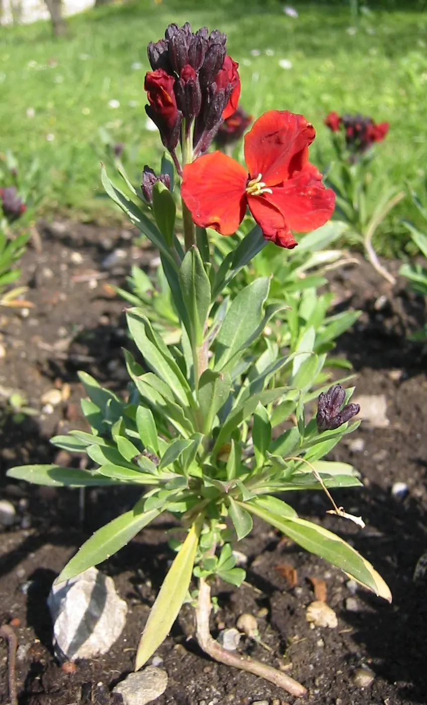 Siberian Wallflower (Erysimum X Allionii) — Flourishing in USDA zones 3 to 9, it reaches a height of 18 to 24 inches with a similar spread