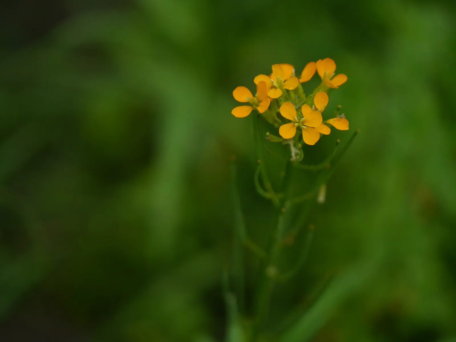 Siberian Wallflower (Erysimum X Allionii) — is a vibrant perennial showcasing clusters of orange to yellow flowers