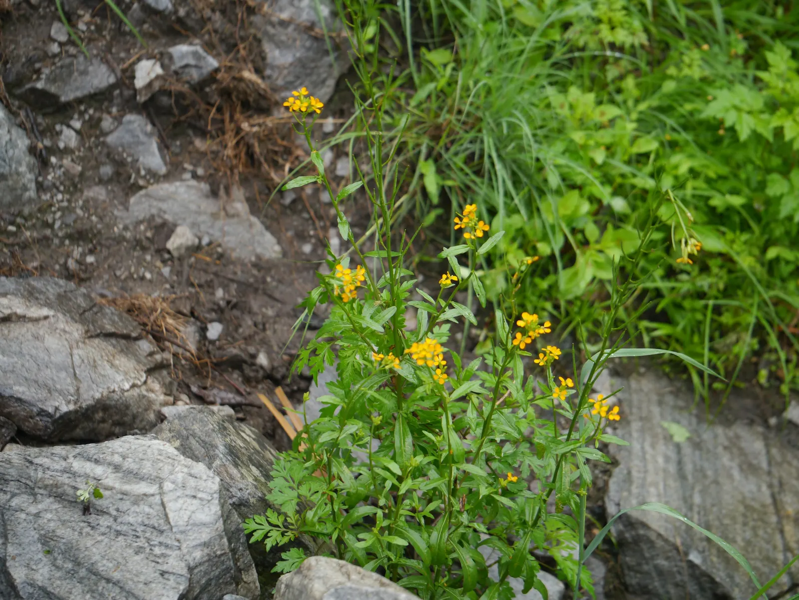 Siberian Wallflower (Erysimum X Allionii) — Prefers full sun and well-drained soil
