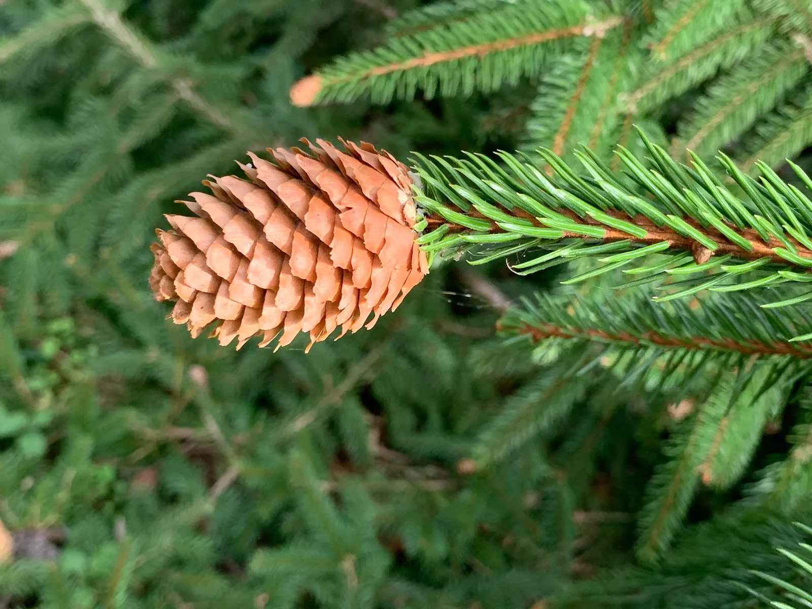 Acrocona Dwarf Spruce (Picea Abies 'Acrocona') — The Acrocona Dwarf Spruce (Picea abies 'Acrocona') is a charming
