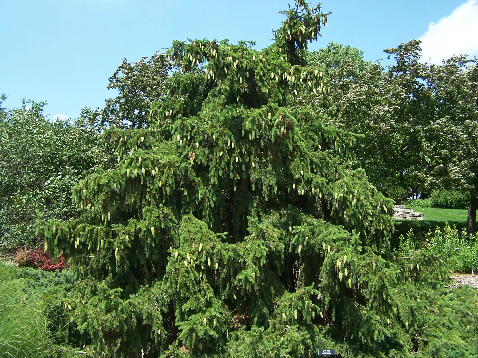 Acrocona Dwarf Spruce (Picea Abies 'Acrocona') — this slow-growing tree thrives in full sun to partial shade