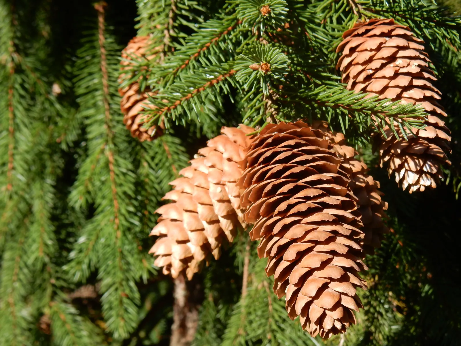 Acrocona Dwarf Spruce (Picea Abies 'Acrocona') — Maturing at a modest height of 10-12 feet with a spread of 4-6 feet