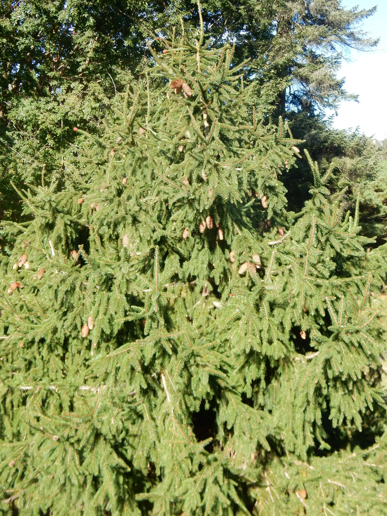 Acrocona Dwarf Spruce (Picea Abies 'Acrocona') — conical evergreen featuring drooping red cones that emerge in spring