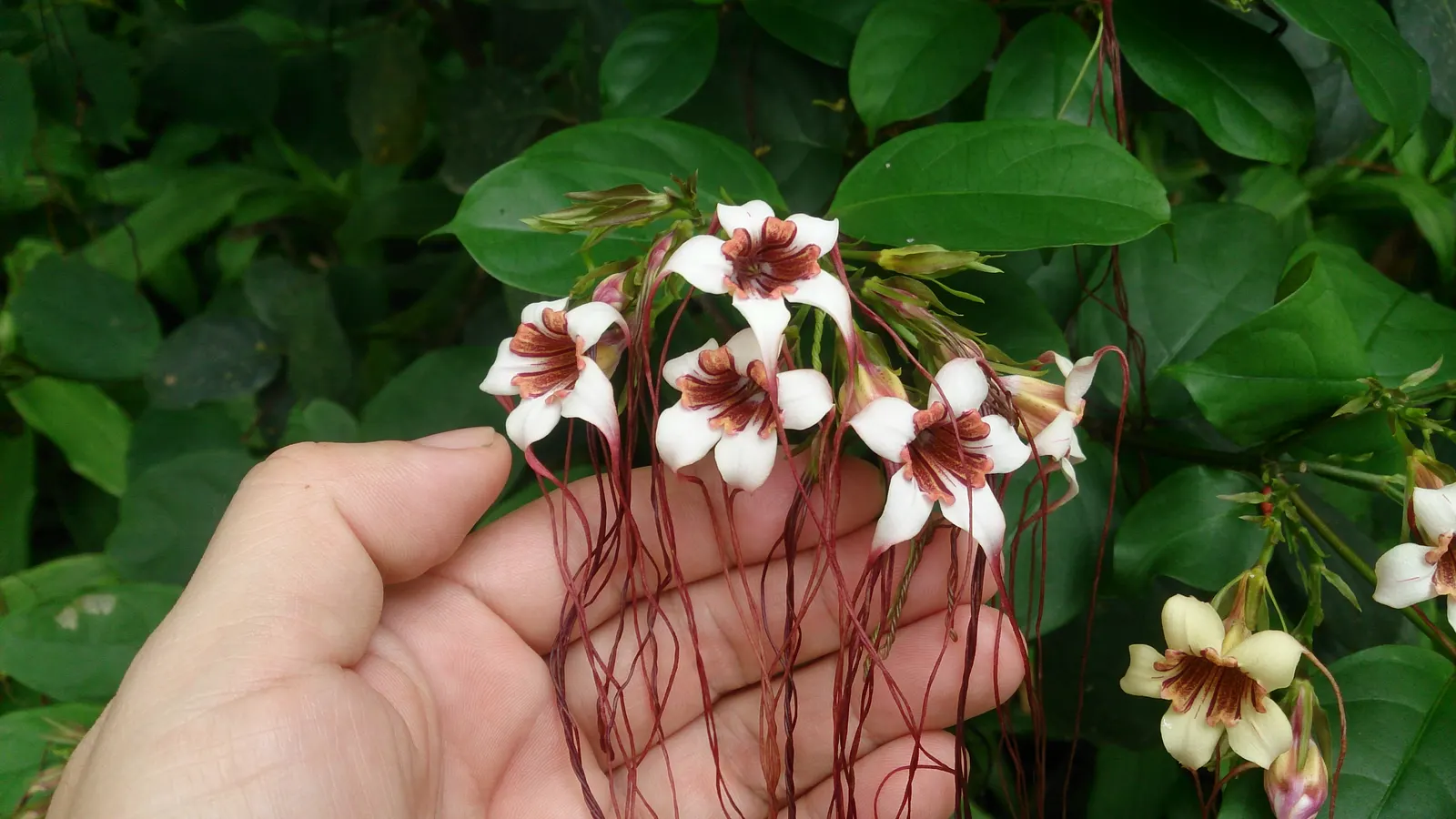 Corkscrew Vine (Vigna Caracalla) — which exhibit a delicate swirl