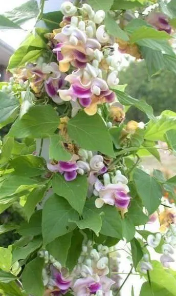 Corkscrew Vine (Vigna Caracalla) — tropical perennial climber known for its unique