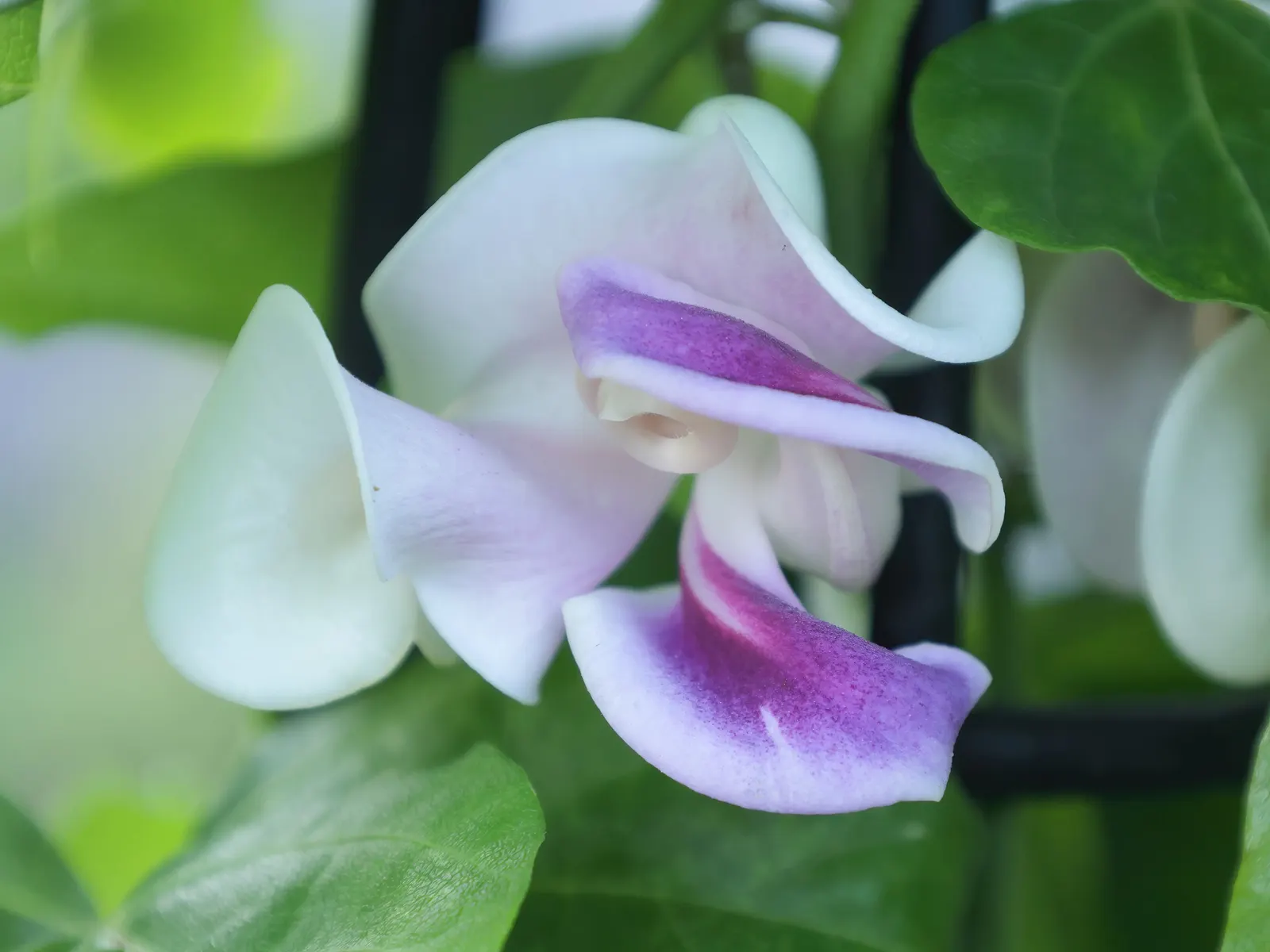 Corkscrew Vine (Vigna Caracalla) — It thrives in USDA Hardiness Zones 9 through 11