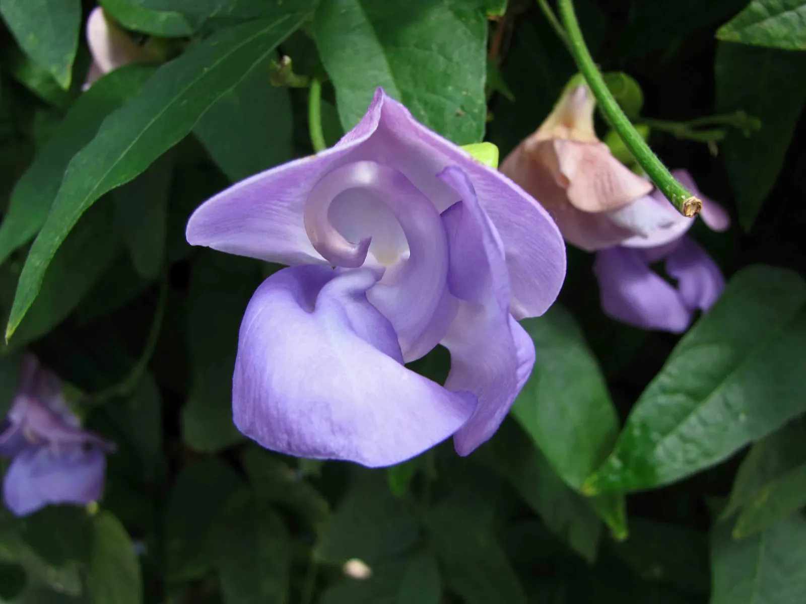 Corkscrew Vine (Vigna Caracalla) — such as a trellis or fence
